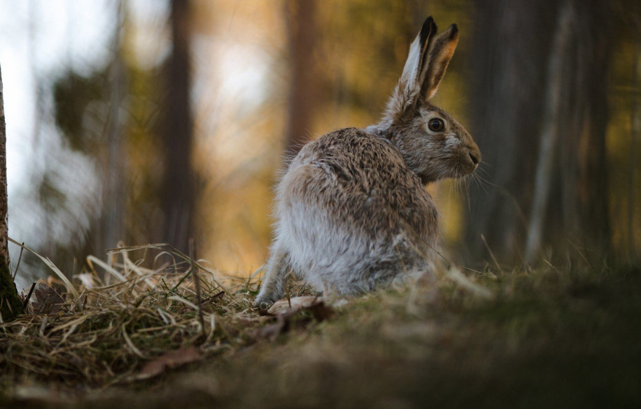 С 01 октября открывается осенне-зимний сезон охоты на зайца