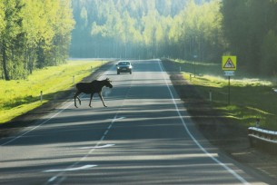 Внимание! Животные на дорогах!