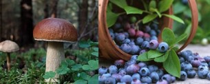 Заготавливаем грибы и ягоды, не нарушая законодательсва Республики Беларусь.