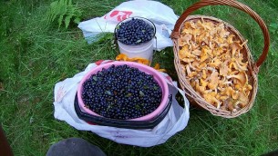 Заготавливаем грибы и ягоды не нарушая законодательтсво Республики Беларусь