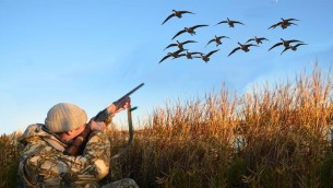 Открывается летне-осенний сезон охоты на гуся