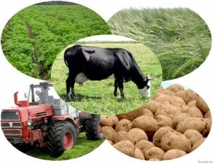 О производстве и реализации продукции животноводства в январе-июне 2021 г. сельхозорганизациями Берестовицкого района
